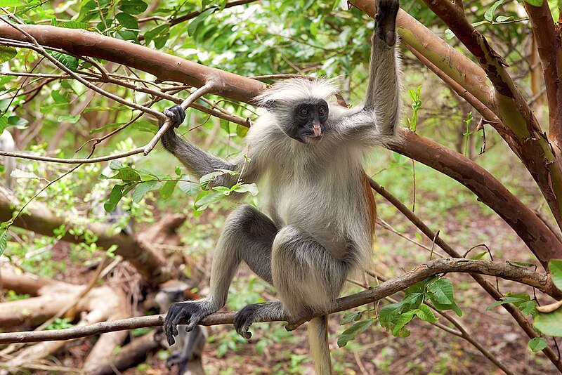 File:Piliocolobus kirkii 4.jpg