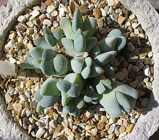 <i>Cheiridopsis pillansii</i> Species of succulent