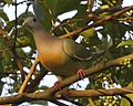 Pink-necked Green-Pigeon (Treron vernans) male - Flickr - Lip Kee (1).jpg