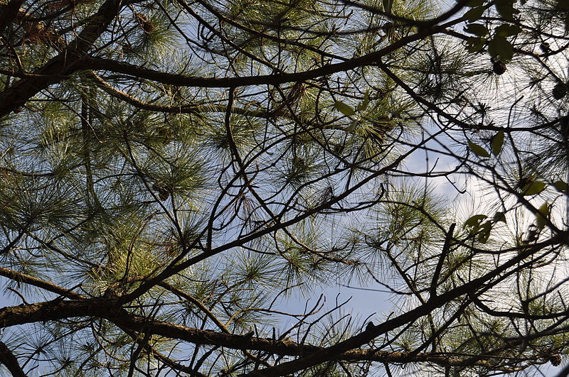 File:Pinus massoniana, Mount Packer, Hong Kong 03.jpg