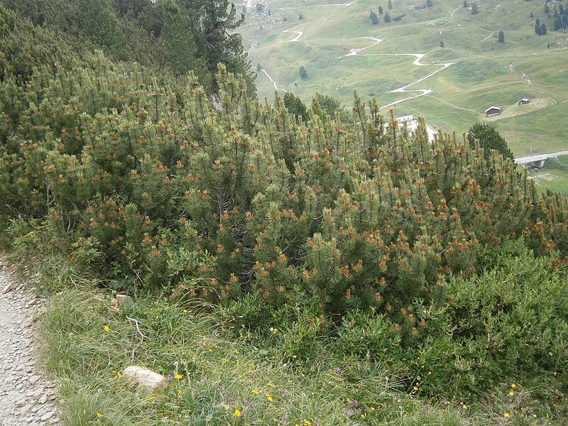 File:Pinus mugo RHu 01.JPG