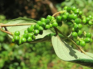 Piper schmidtii at Mannavan Shola, Anamudi Shola National Park, Kerala (4).jpg