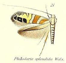 Pl.2-21-Philodoria splendida Walsingham ، 1907. JPG