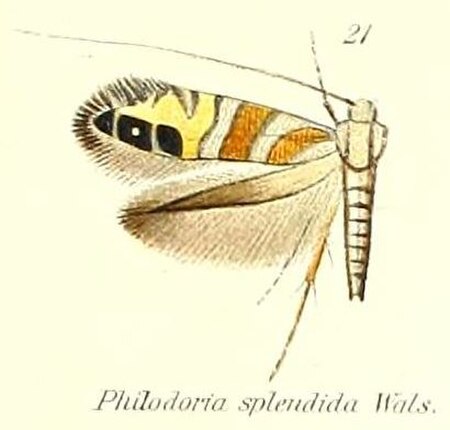 Philodoria