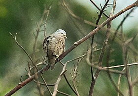 Plain-breasted Ground Dove, Darien, Panama (48444368626).jpg