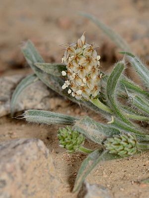 Plantago ovata