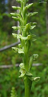 <i>Platanthera huronensis</i>