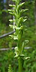 Platanthera huronensis - Flickr 003. jpg