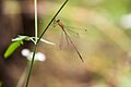 Plateau spreadwing (26597137254).jpg