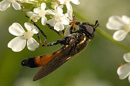 Platycheirus granditarsus