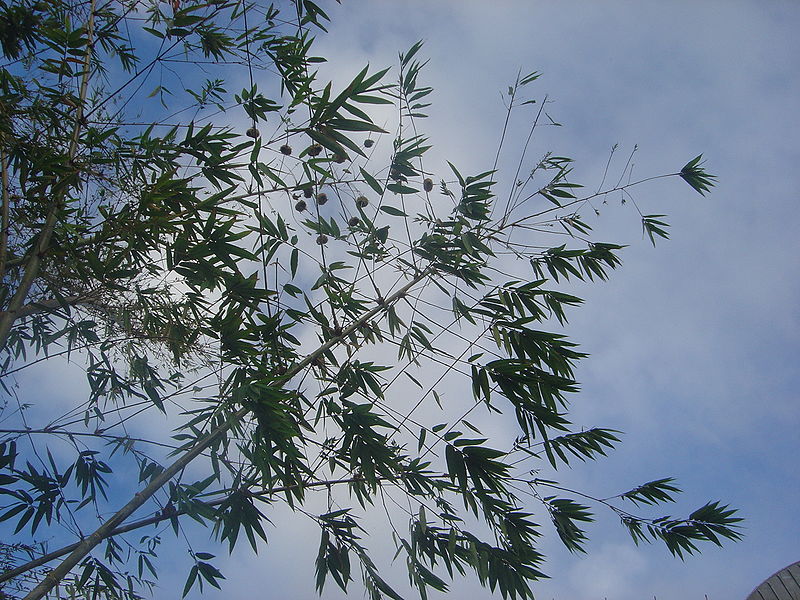 File:Ploceus cucullatus nests dsc01214.jpg