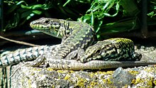 Italian wall lizard fighting a common wall lizard Podarcis siculus & Podarcis muralis near Entella river 009.jpg