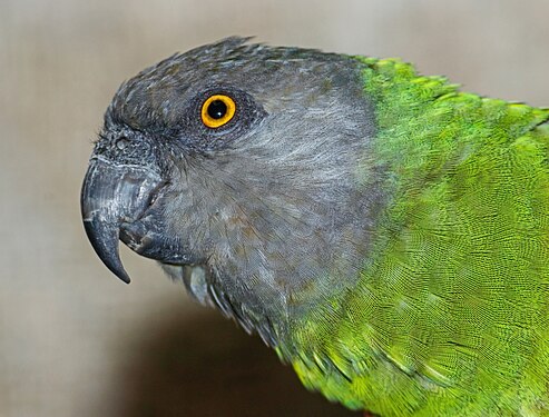 Poicephalus senegalus