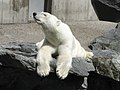 Oso ti Polar