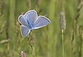 Polyommatus amandus Amanda's Blue Çokgözlü Amandamavisi