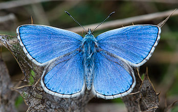 Exemplar masculino da borboleta azulinha-bela (Polyommatus bellargus) fotografada em Foissac, departamento de Aveyron, França. (definição 3 941 × 2 488)