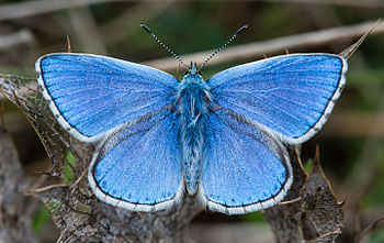 ذكر الأدونيسيَّة الزرقاء، وهي إحدى أنواع الفراش المُنتمية إلى الفصيلة النُحاسيَّة.