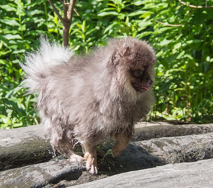 File:Pomeranian attacking water in Central Park (81469).jpg