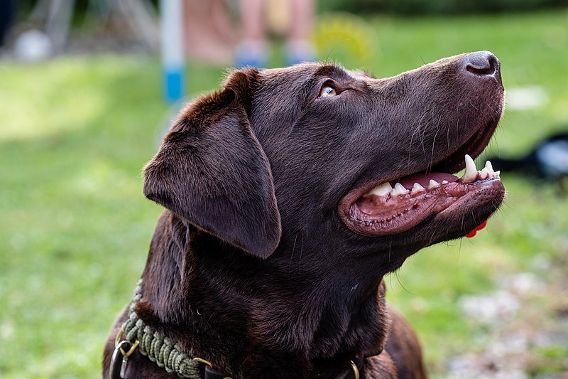 File:Portrait of a labrador retriever.jpg