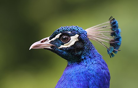 Portrait of an Indian peafowl