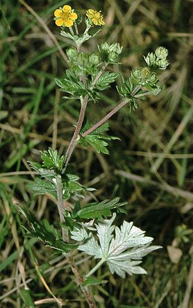 Sølv-Potentil (Potentila argentea).