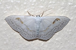 <i>Problepsis digammata</i> Species of moth