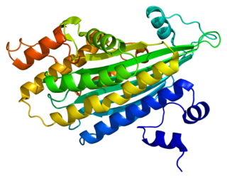 Coproporphyrinogen III oxidase protein-coding gene in the species Homo sapiens