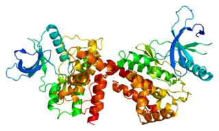 <span class="mw-page-title-main">Janus kinase 2</span> Non-receptor tyrosine kinase and coding gene in humans