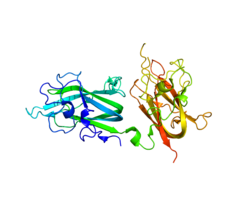 Protein NRP2 PDB 2QQJ.png