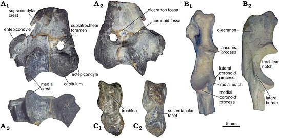 Post-cranial bones of P. endiadys