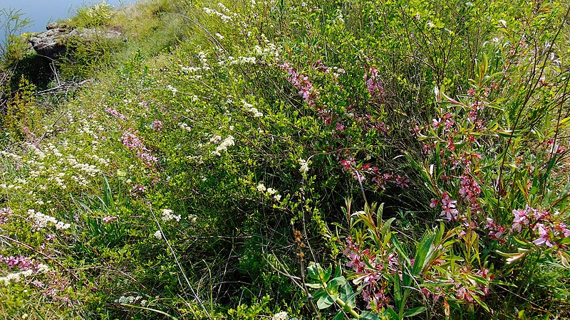 File:Prunus tenella 19(04). Zaporizhzhia.jpg