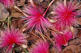Pseudobombax ellipticum, variété à fleurs roses (Jardin botanique de Cienfuegos, Cuba)