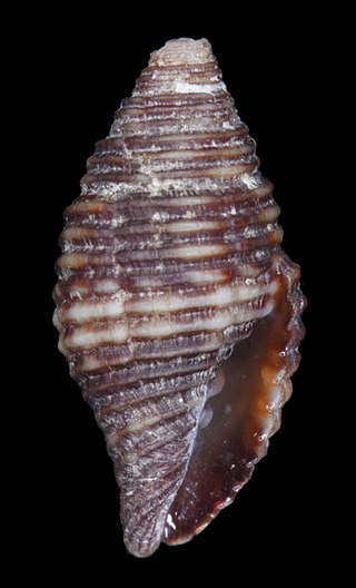 <i>Pseudonebularia connectens</i> Species of gastropod