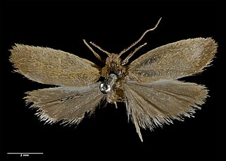 <i>Pyrgotis humilis</i> Species of moth