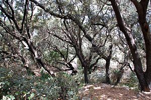 Flore De Malte: Espace naturel, Histoire de la flore, Biodiversité