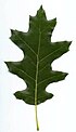 Quercus rubra-(EU).jpg