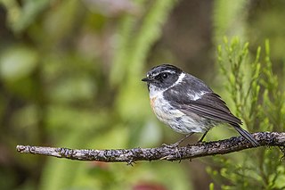 <span class="mw-page-title-main">Réunion stonechat</span> Species of bird