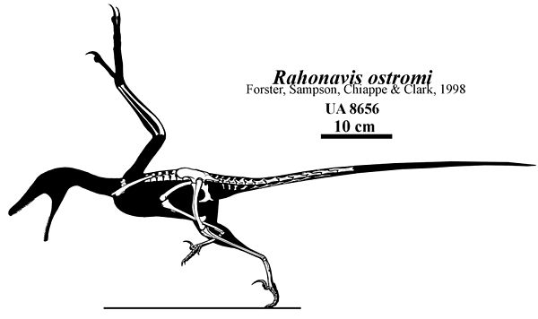 Skeletal diagram showing remains of the holotype specimen