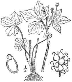 Ranunculus recurvatus