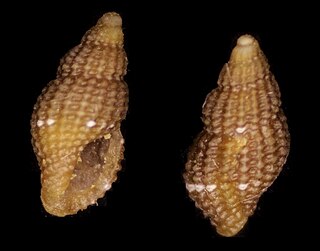 <i>Raphitoma laviae</i> Species of mollusc