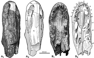 Holotype skull from above and below Raranimus skull.jpg