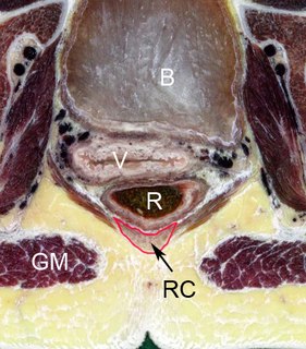 Rectococcygeal muscle