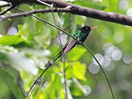 State Bird of Jamaica