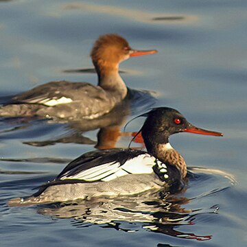 File:Red-breasted merganser.jpg