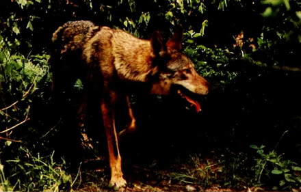 A red wolf in the forest