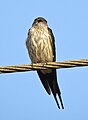 Red rumped swallow (Scientific name- Cecropis daurica) 7.jpg