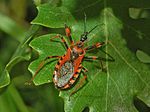 Vorschaubild für Rhynocoris rubricus