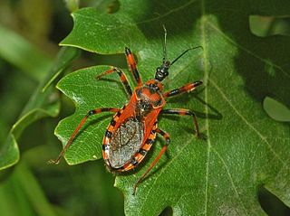 <i>Rhynocoris rubricus</i> Species of true bug