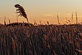 Reeds at Jones Beach at sunset (04924).jpg