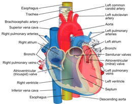 Relations de l'aorte, de la trachée, de l'œsophage et d'autres structures cardiaques.png